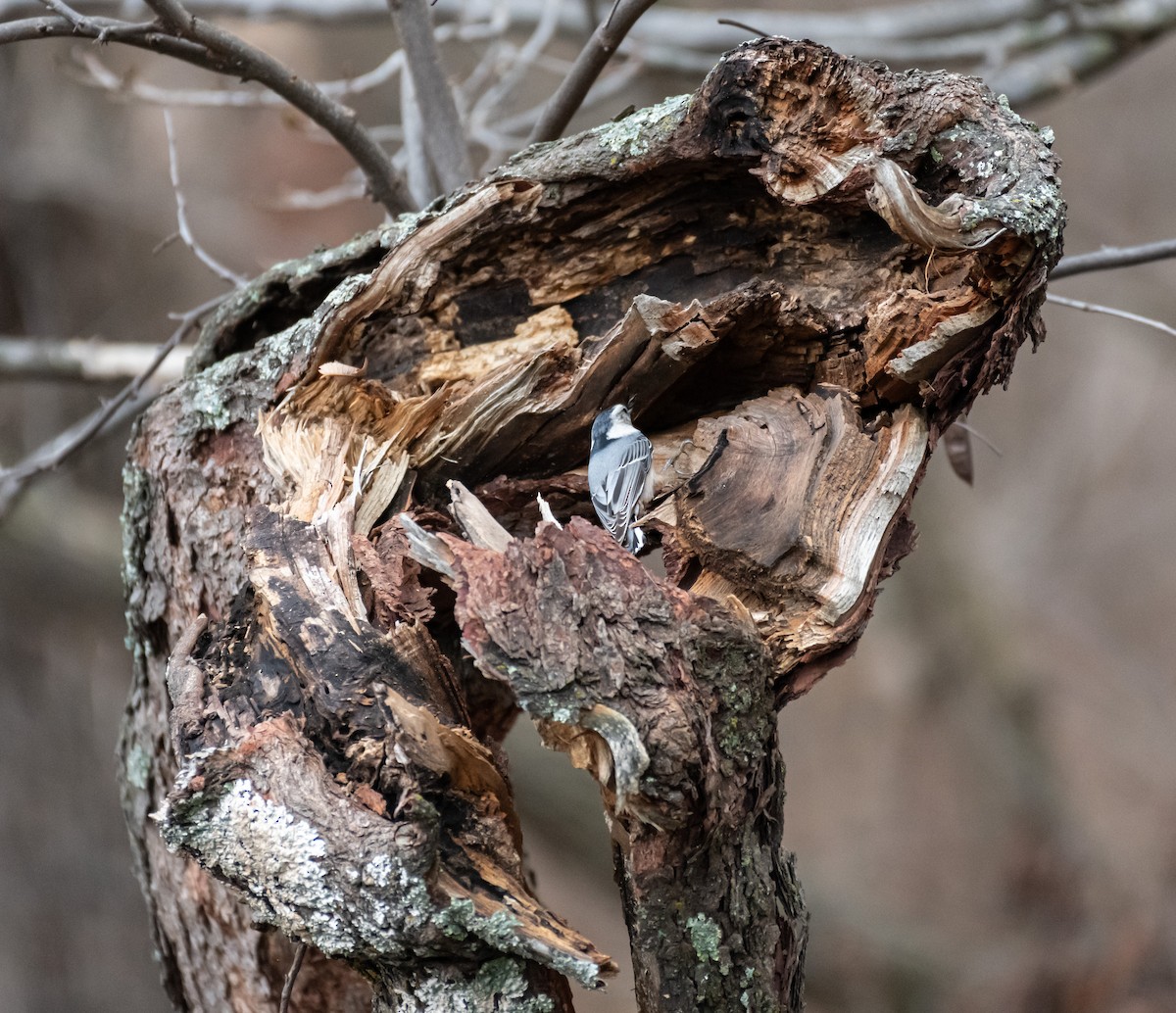 Beyaz Göğüslü Sıvacı - ML646247950