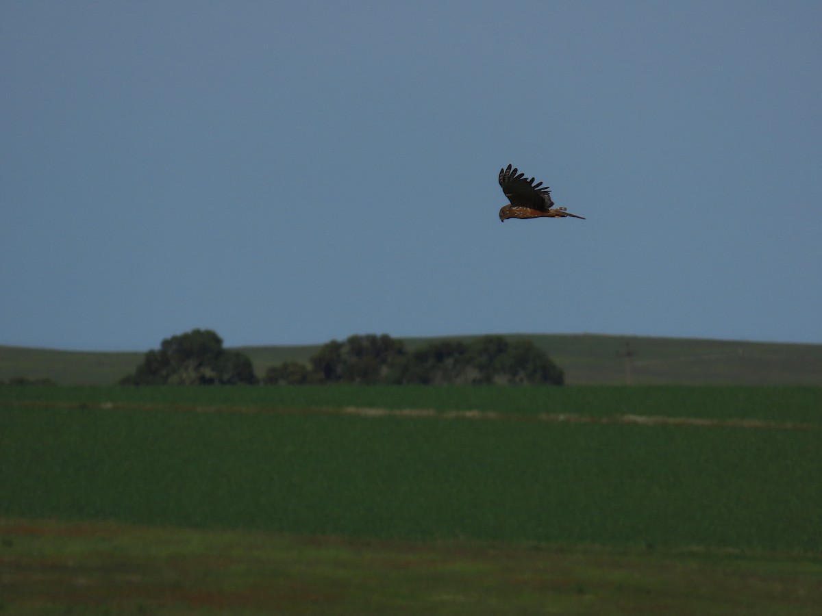 African Marsh Harrier - ML646247951