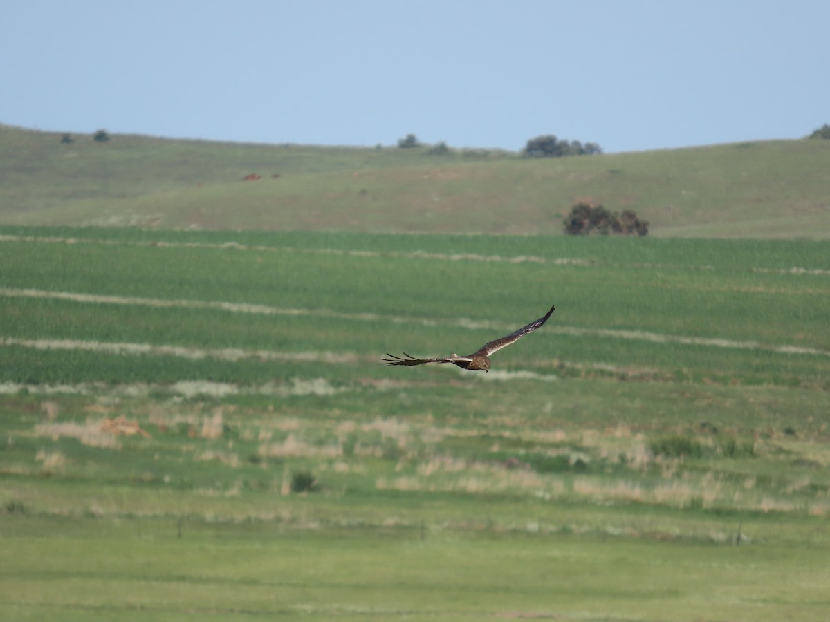 African Marsh Harrier - ML646247952