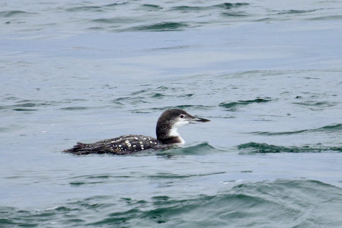 Buz Dalgıcı - ML646247953