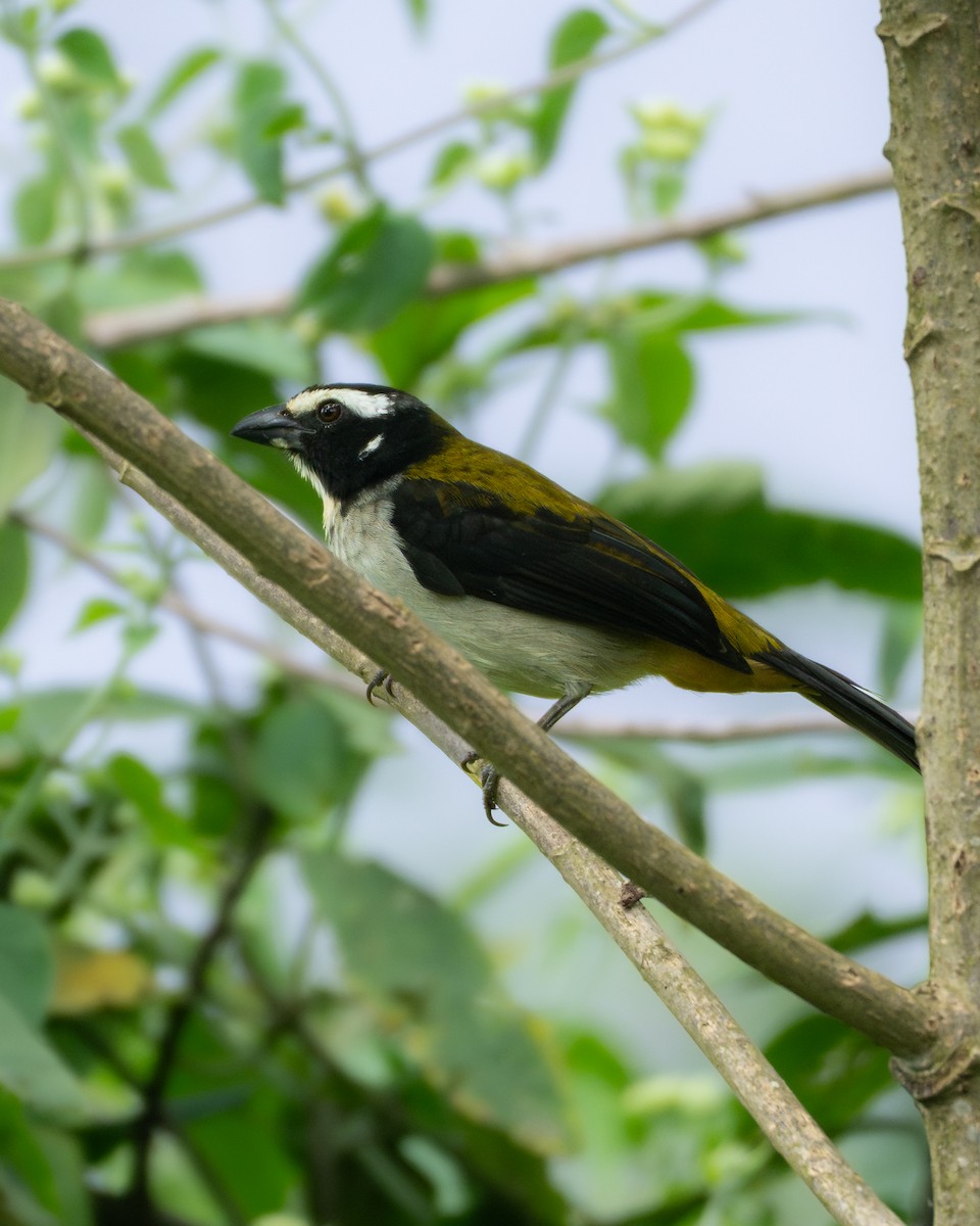 Kara Kanatlı Saltator - ML646247954