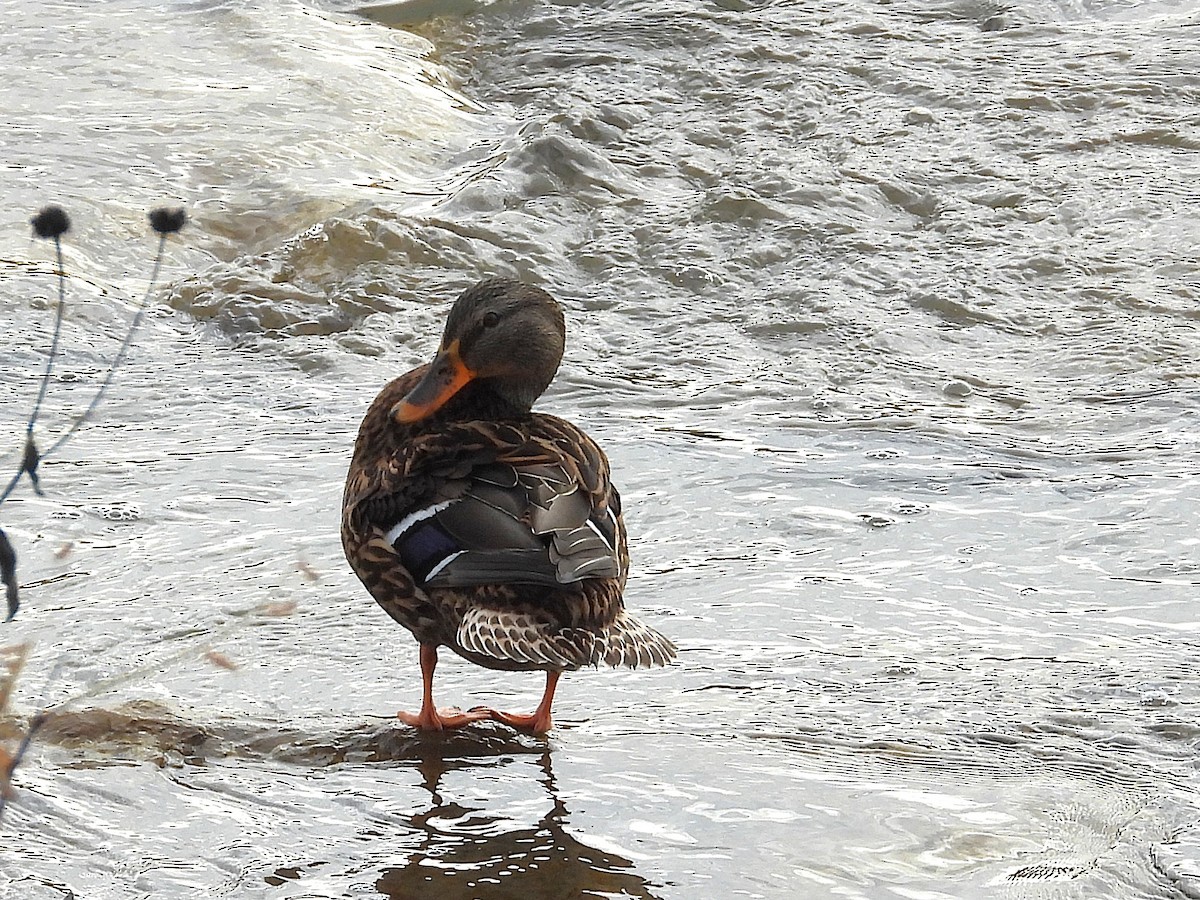 Yeşilbaş - ML646247955