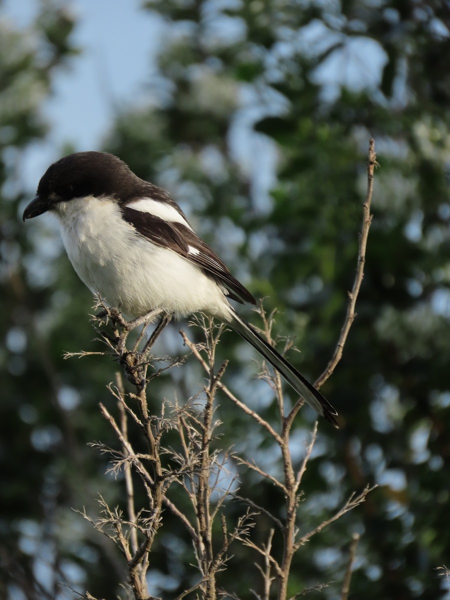 Southern Fiscal - ML646247956