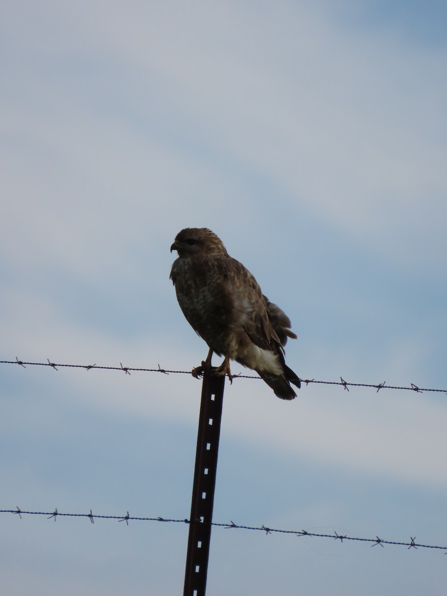 עקב חורף - ML646247958