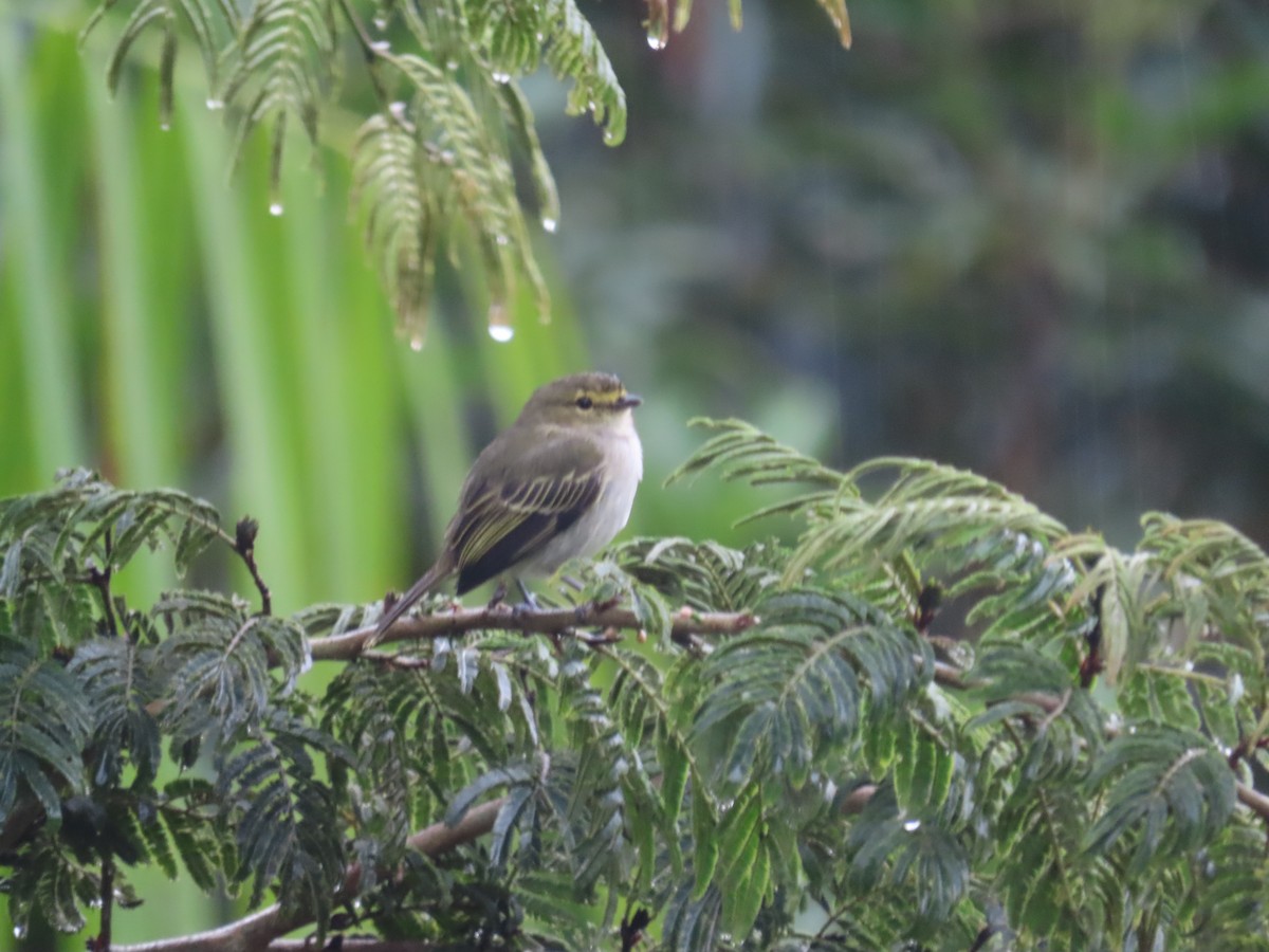 Sarı Yüzlü Tiranület - ML646247959