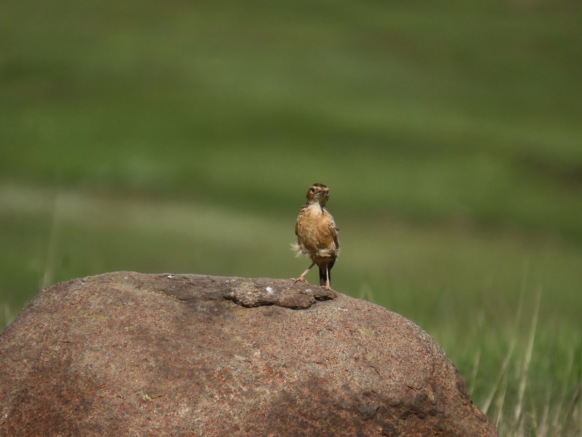 Spike-heeled Lark - ML646247963