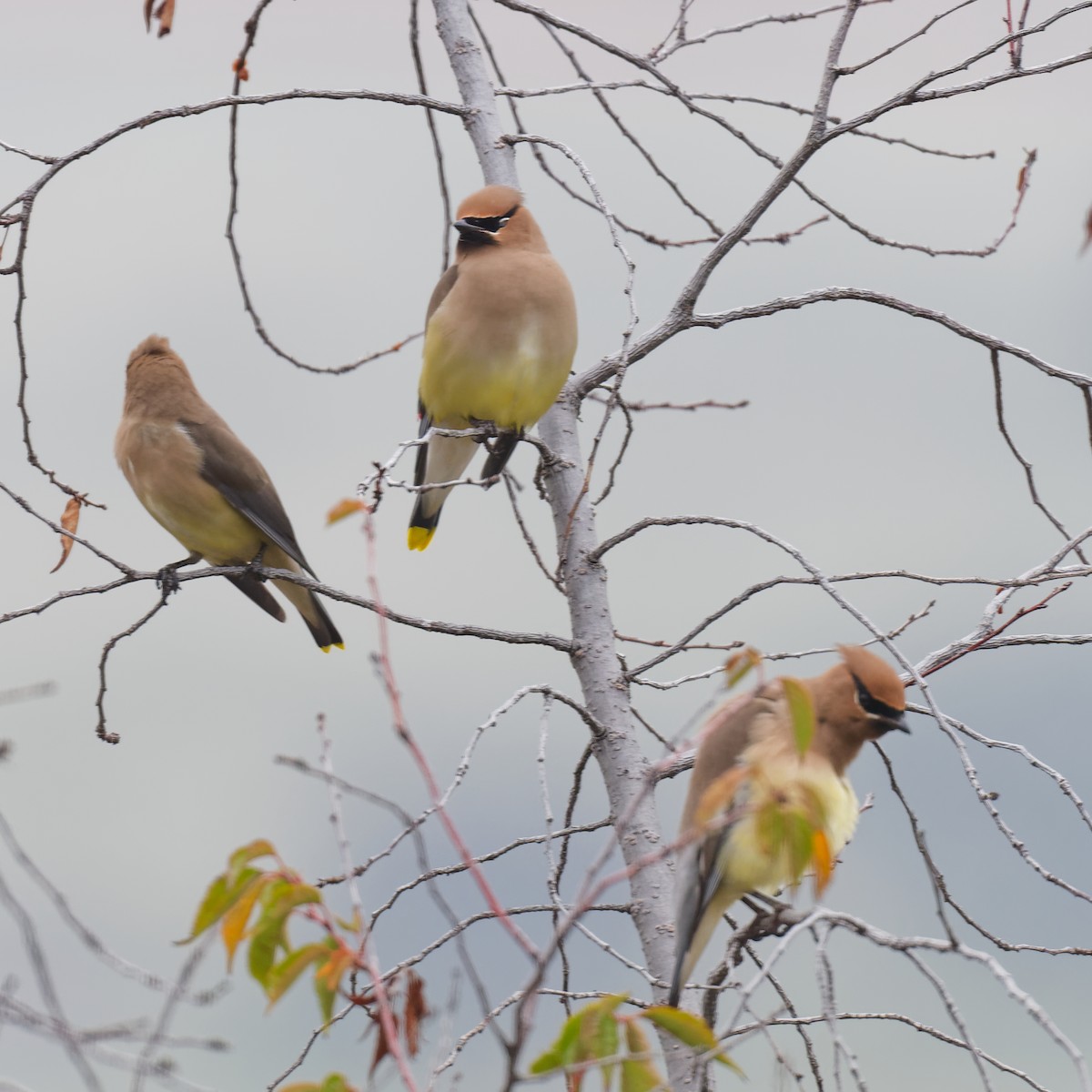 Cedar Waxwing - ML646247976