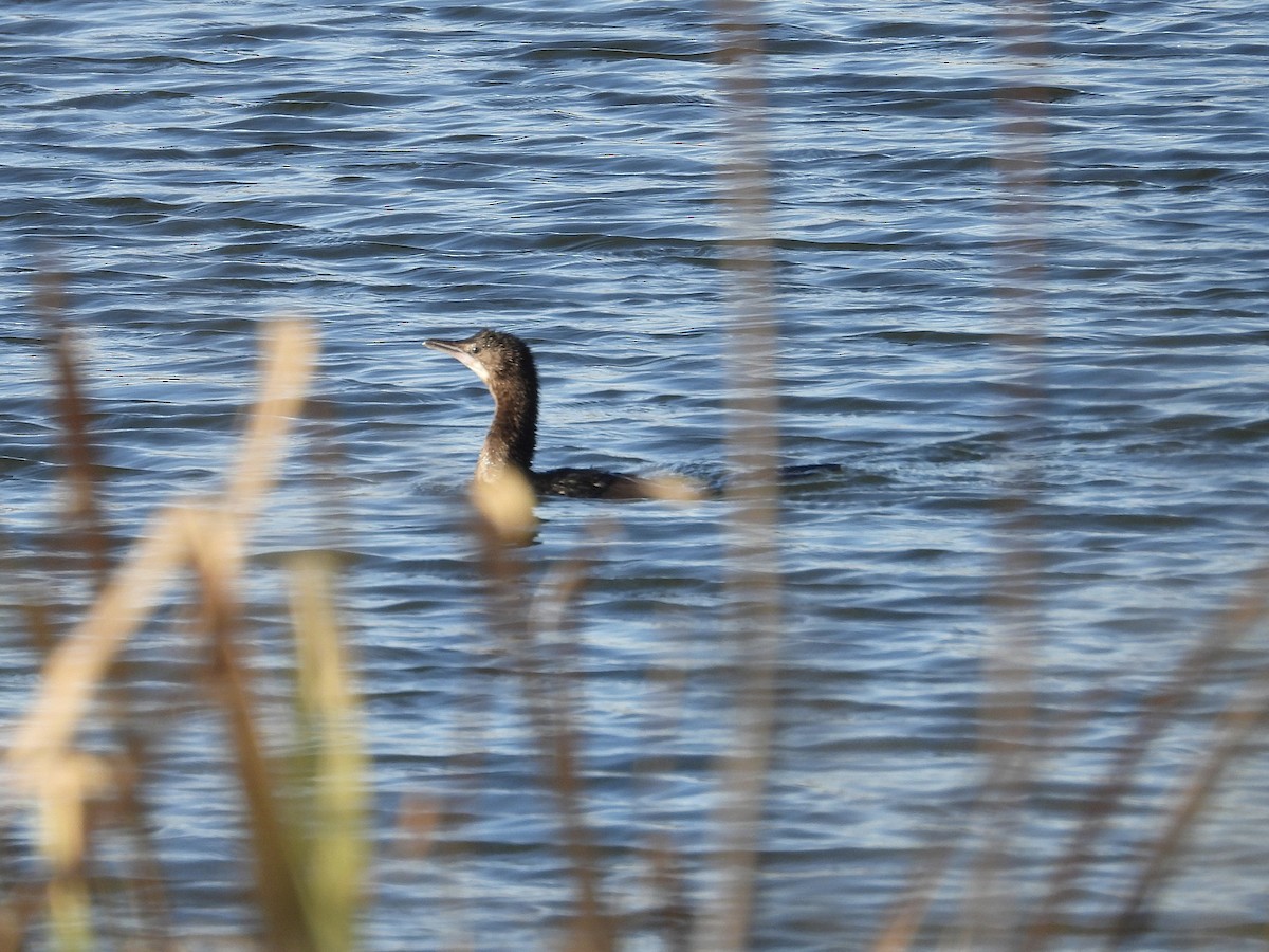 Ubarroi txikia - ML646247977