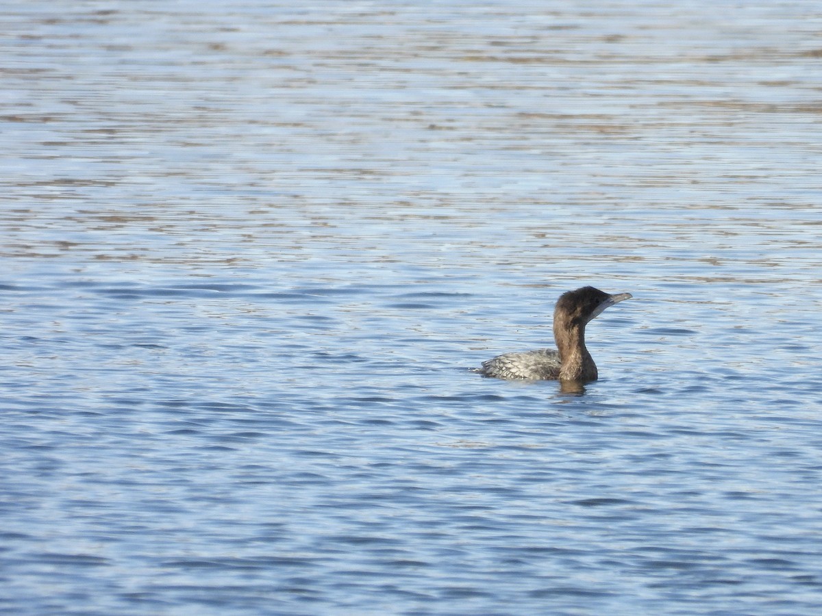 Ubarroi txikia - ML646247982