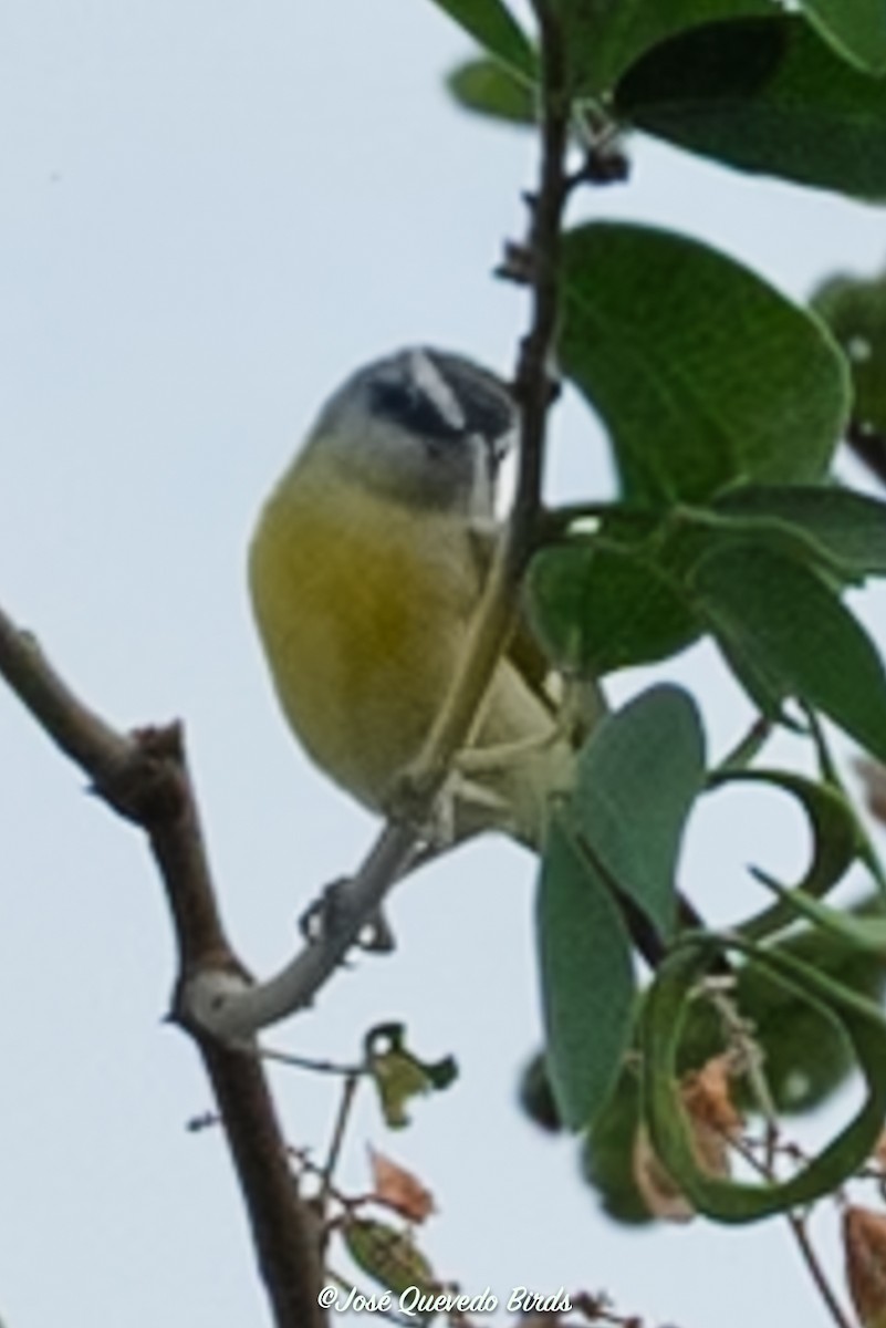 Цереба - ML646247990