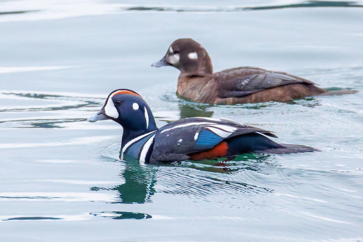 Harlequin Duck - ML646247997