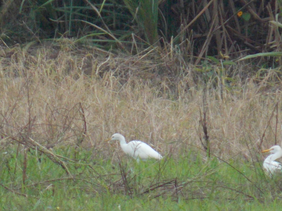 Kuhreiher - ML646248007