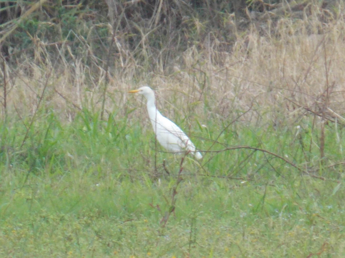 Kuhreiher - ML646248008