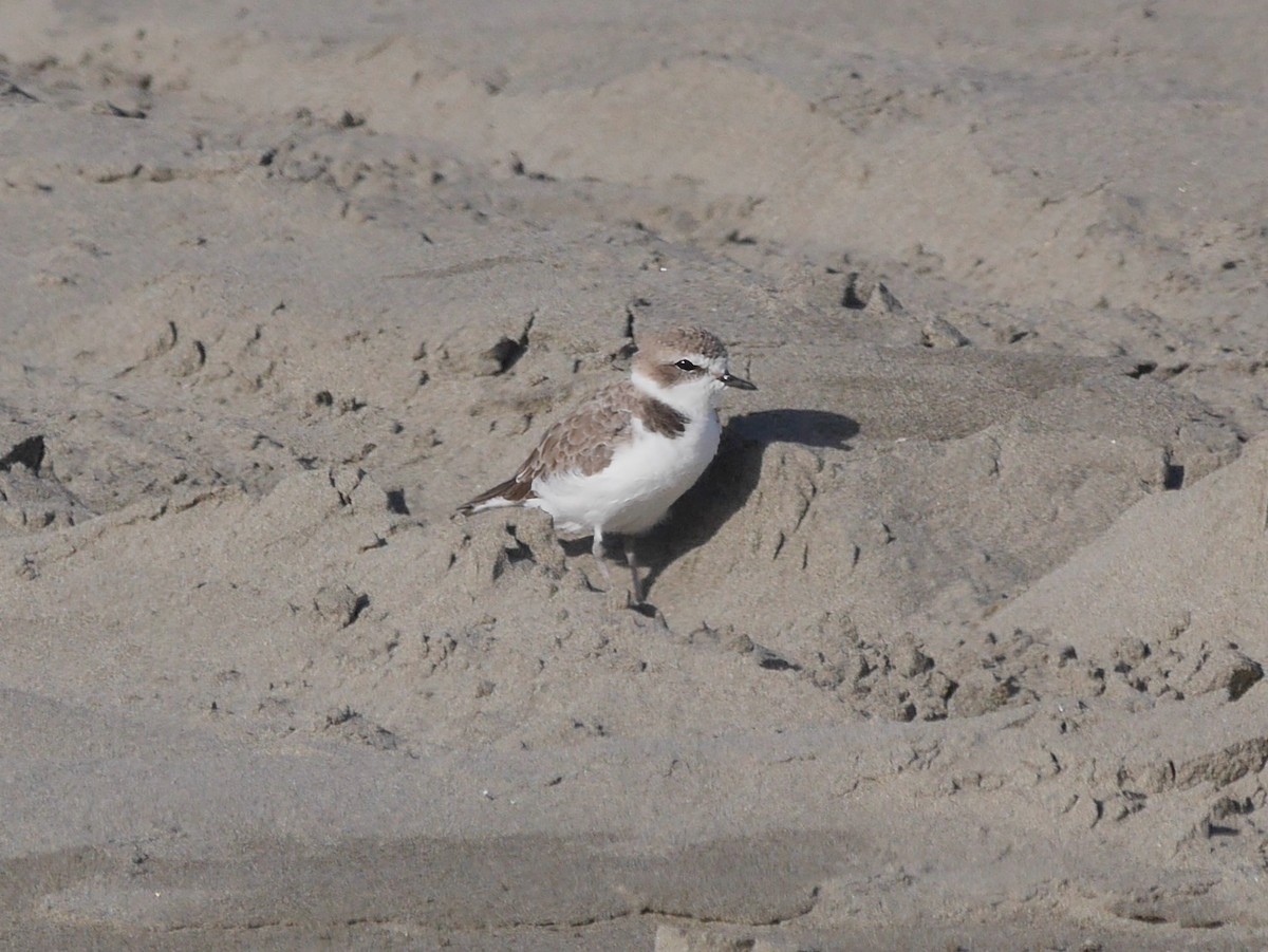 Snowy Plover - ML646248010