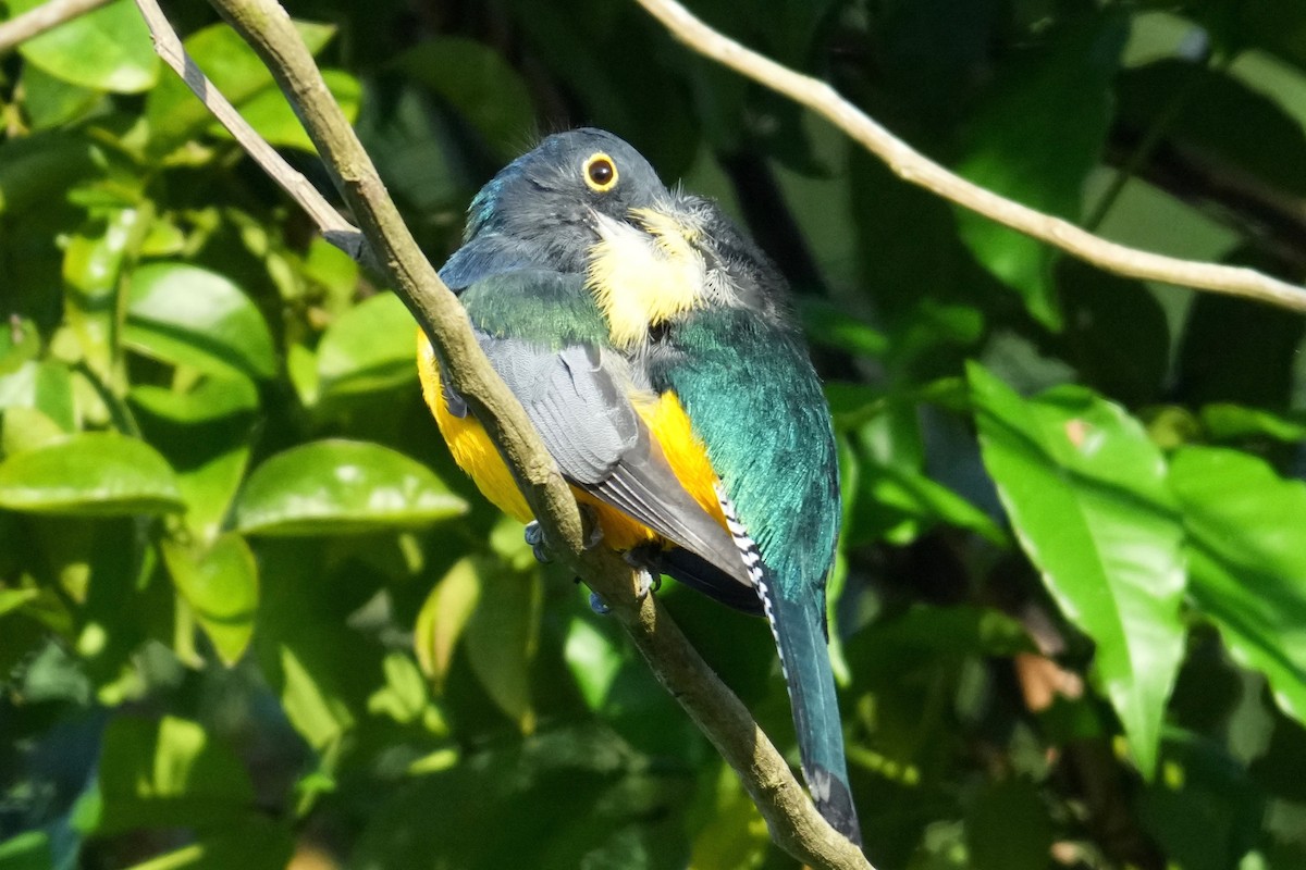 Gartered Violaceous Trogon - ML646248012