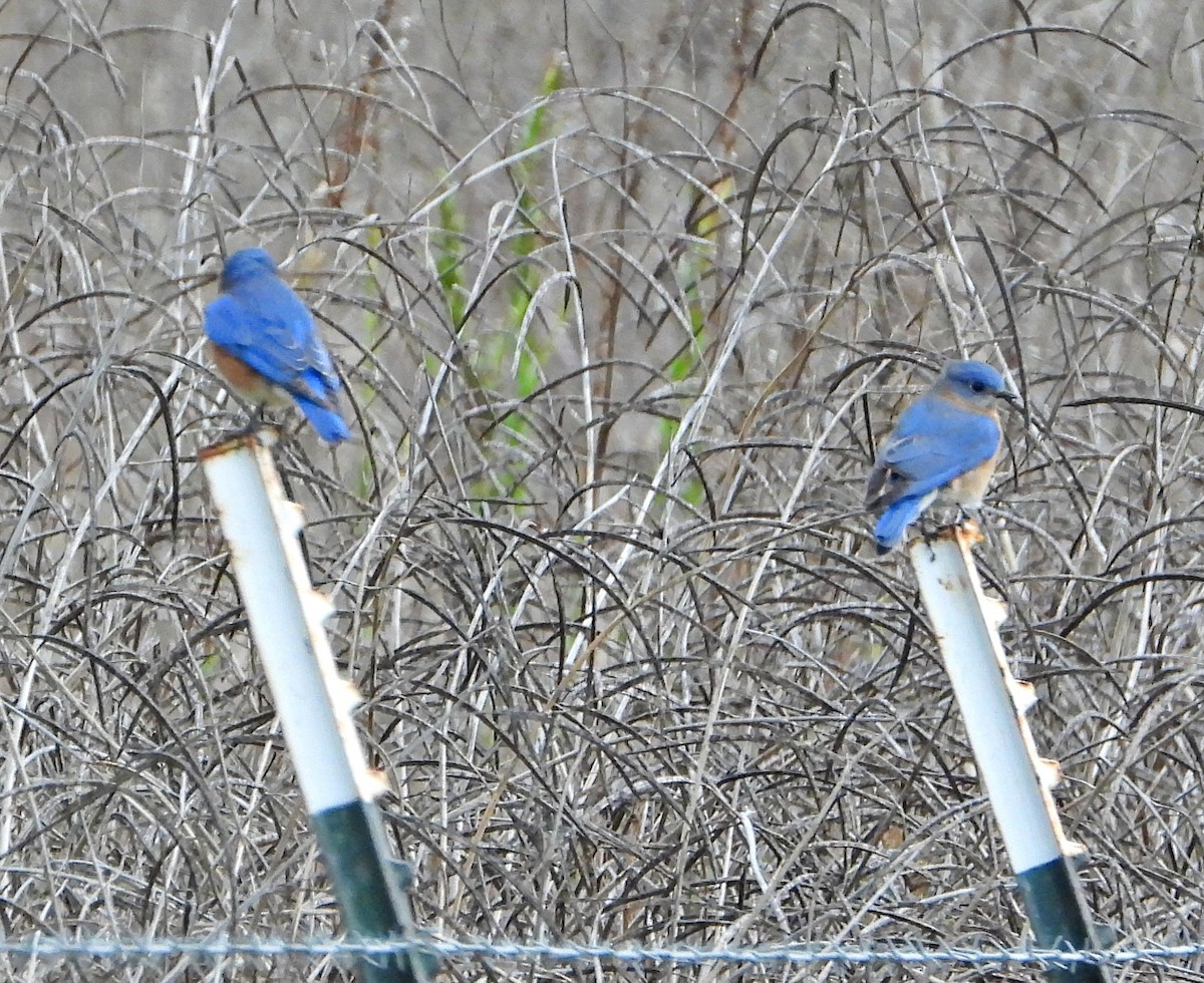 Eastern Bluebird - ML646248013