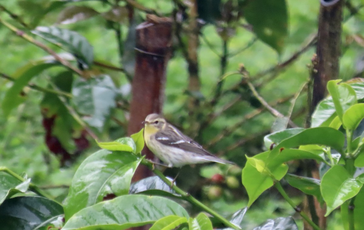 סבכון כתום-גרון - ML646248014