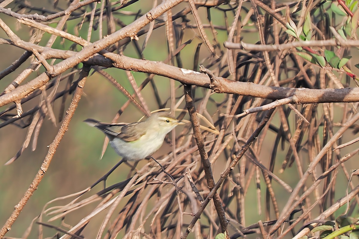 עלווית אפורה - ML646248015