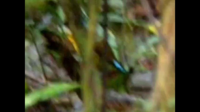 Gurney's Pitta - ML646248016