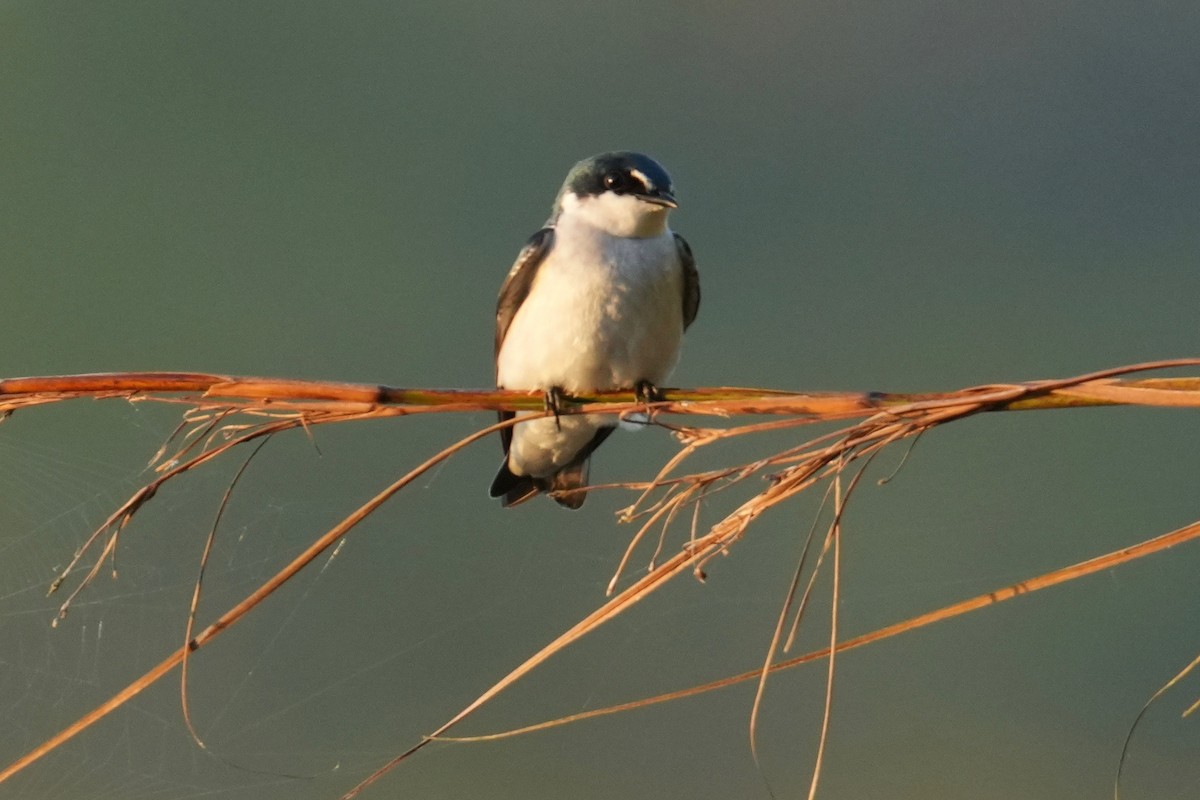 Mangrove Swallow - ML646248017