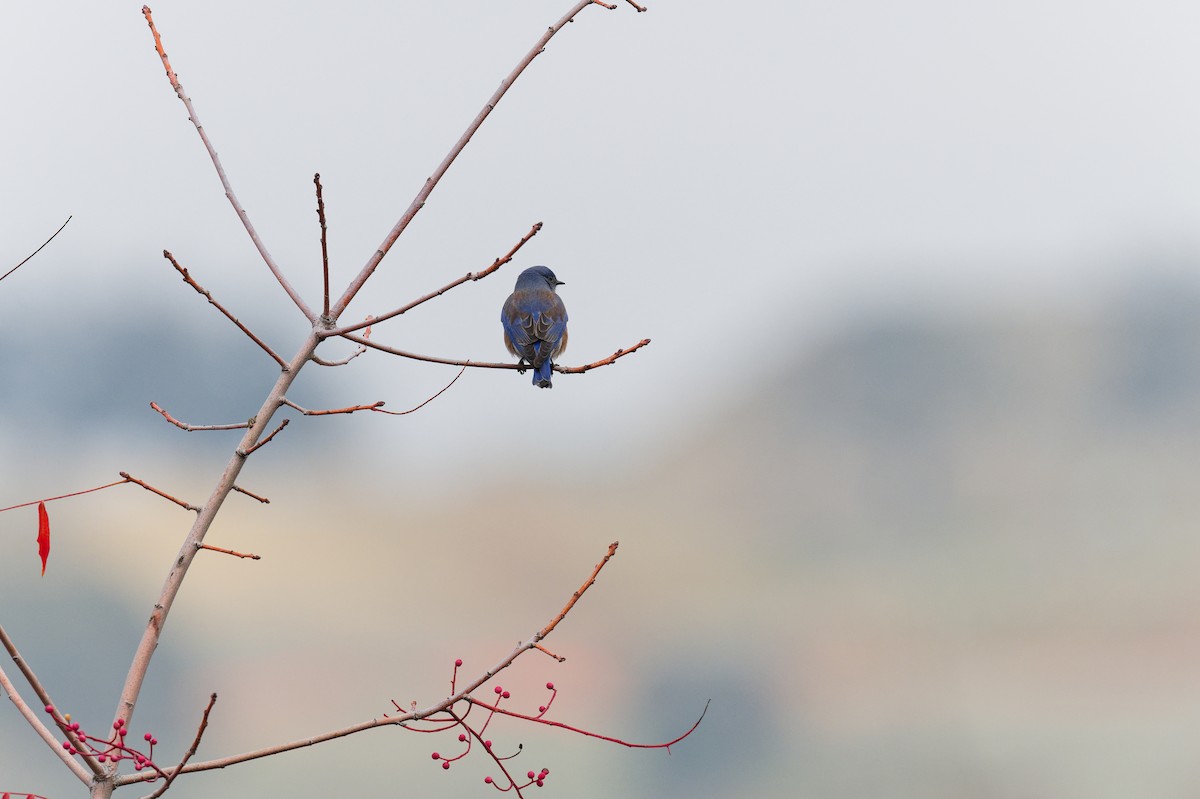 Western Bluebird - ML646248018