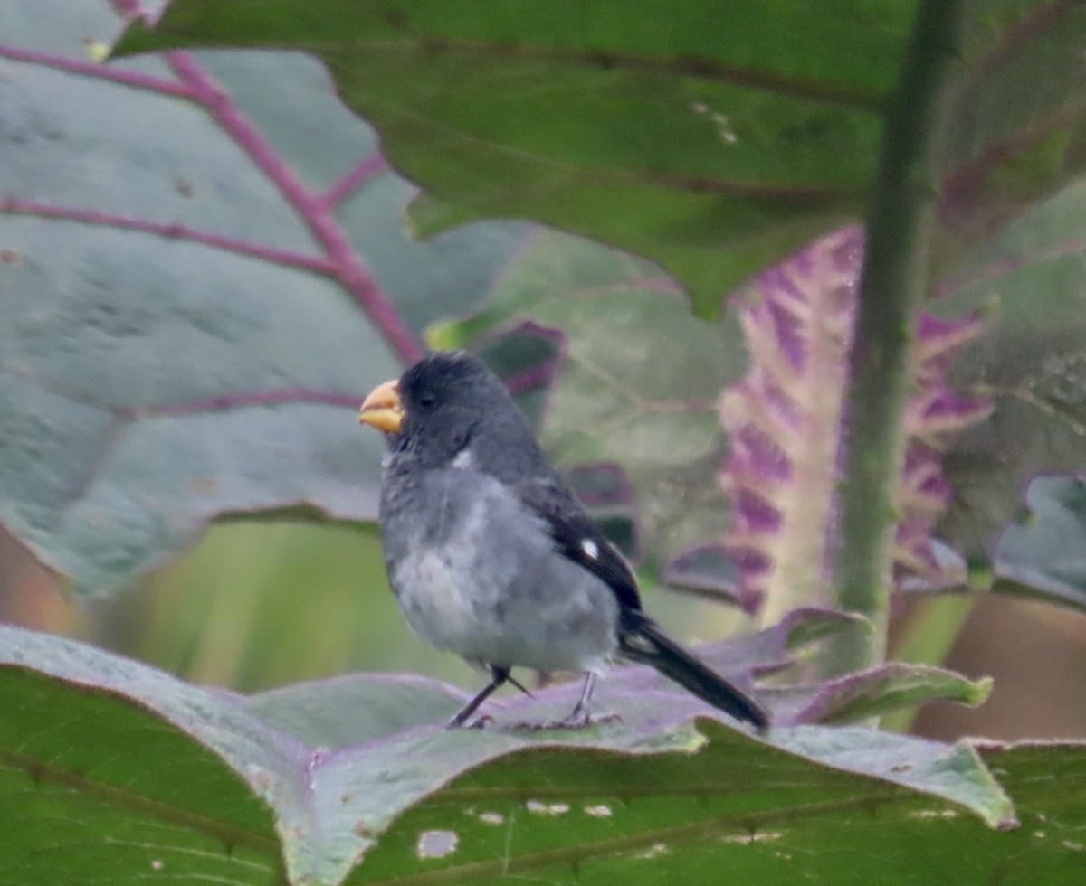 Gray Seedeater - ML646248019