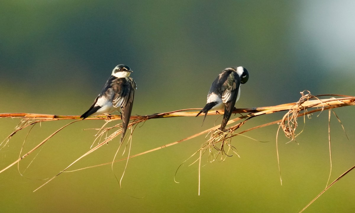 White-throated Flycatcher - ML646248020