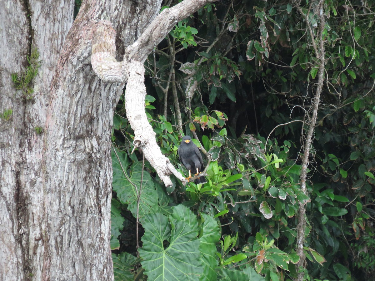 Common Black Hawk - ML646248021