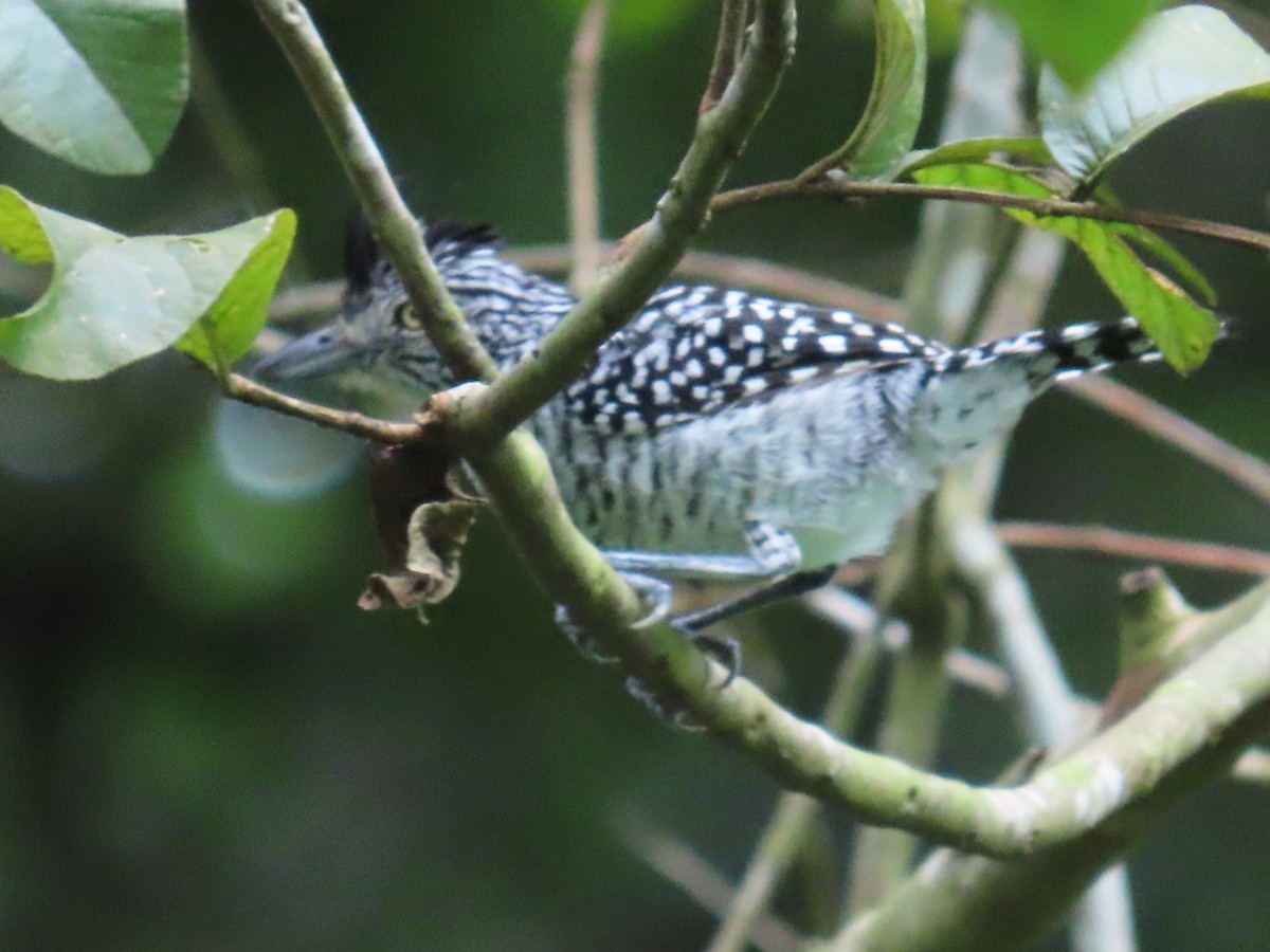 Barred Antshrike - ML646248023