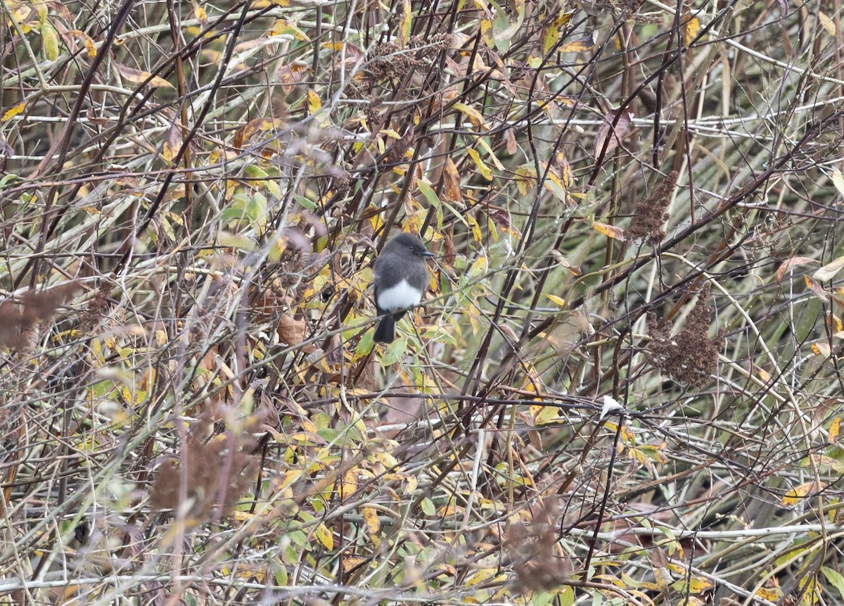 Black Phoebe - ML646248024