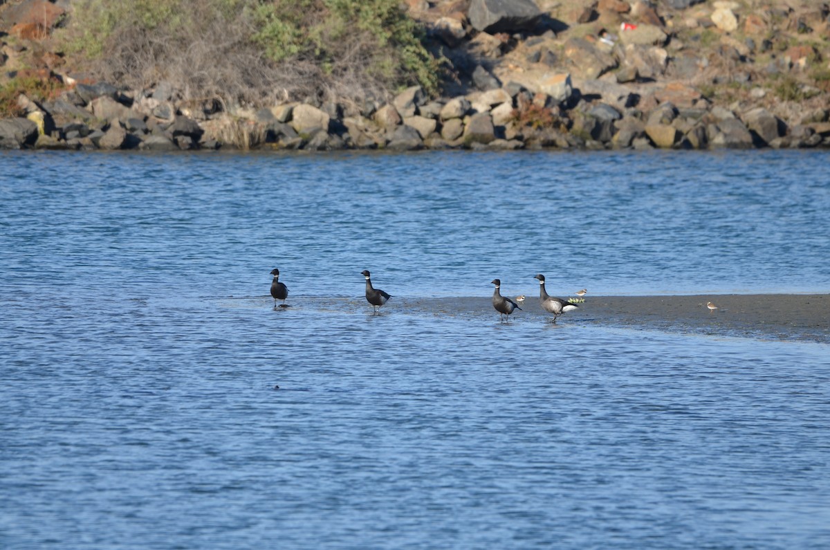 ברנטה כהה - ML646248025