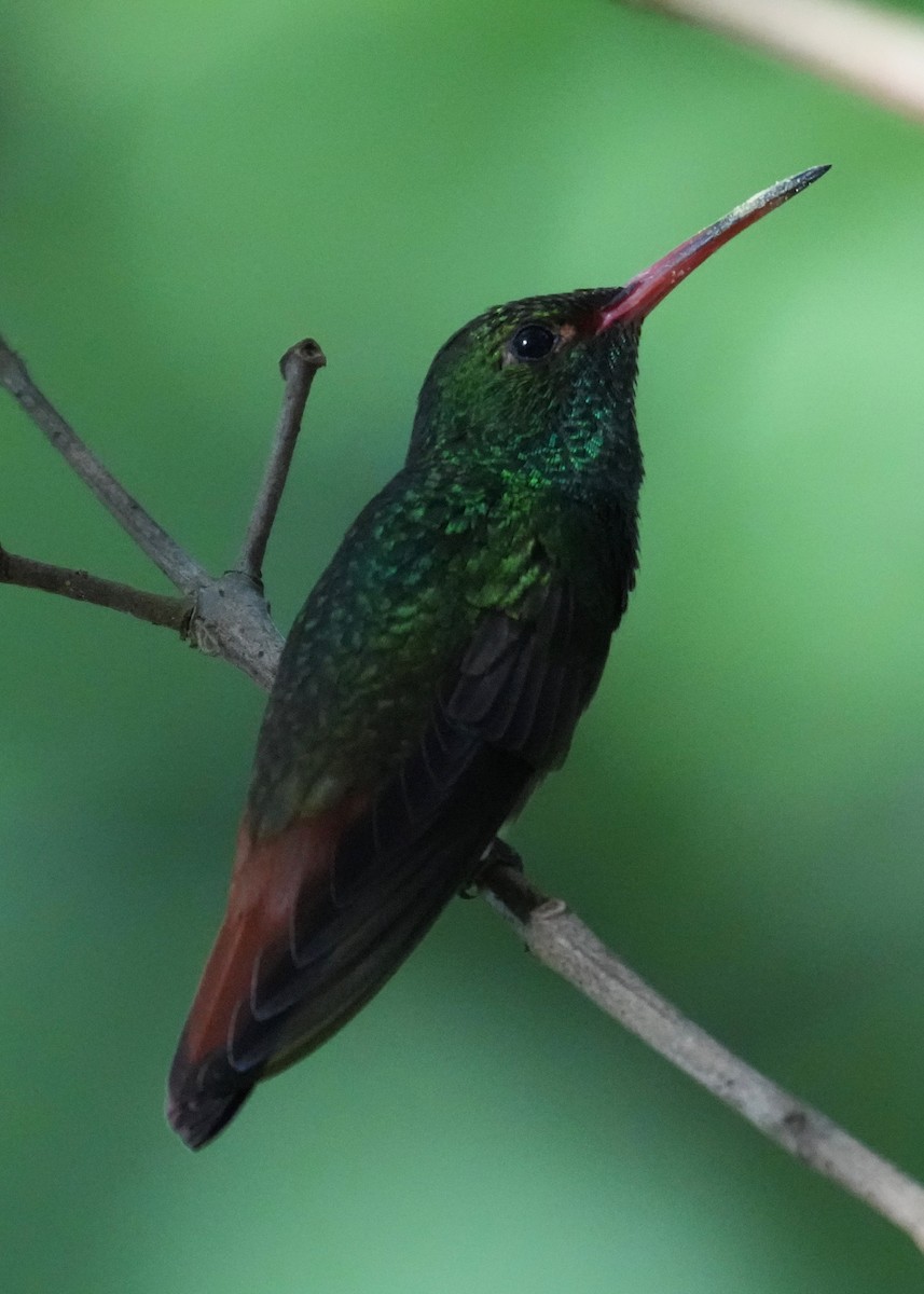 Rufous-tailed Hummingbird - ML646248026