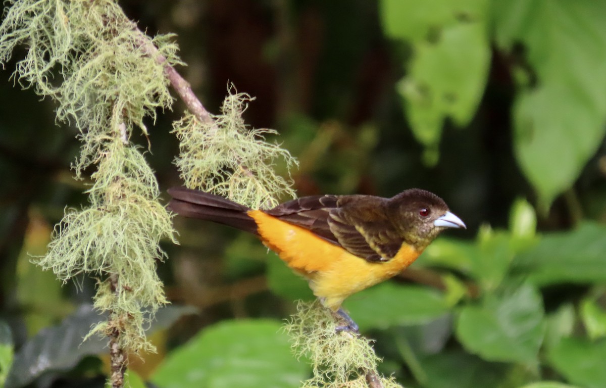 Flame-rumped Tanager - ML646248027