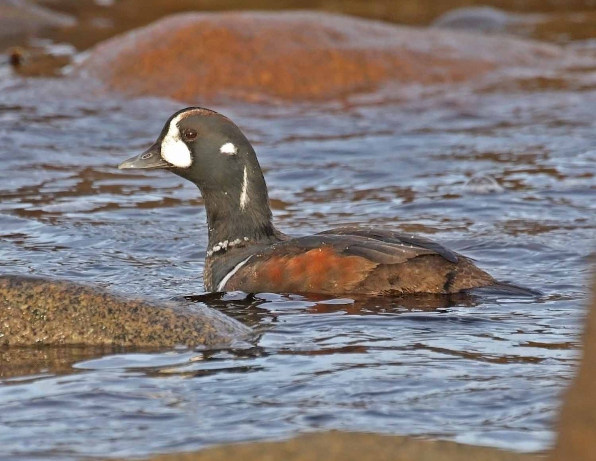 ברווז איסלנדי - ML646248028