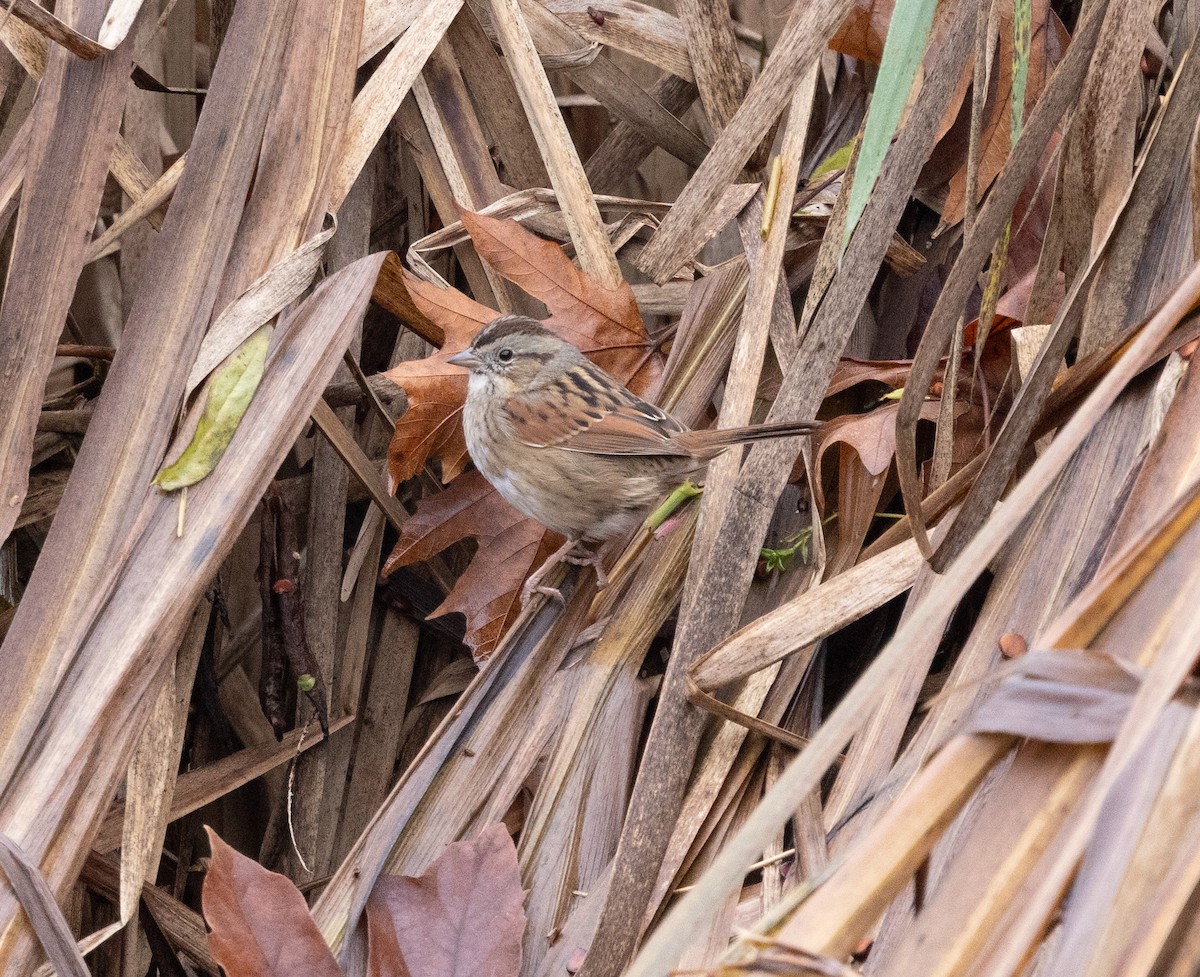 Swamp Sparrow - ML646248029
