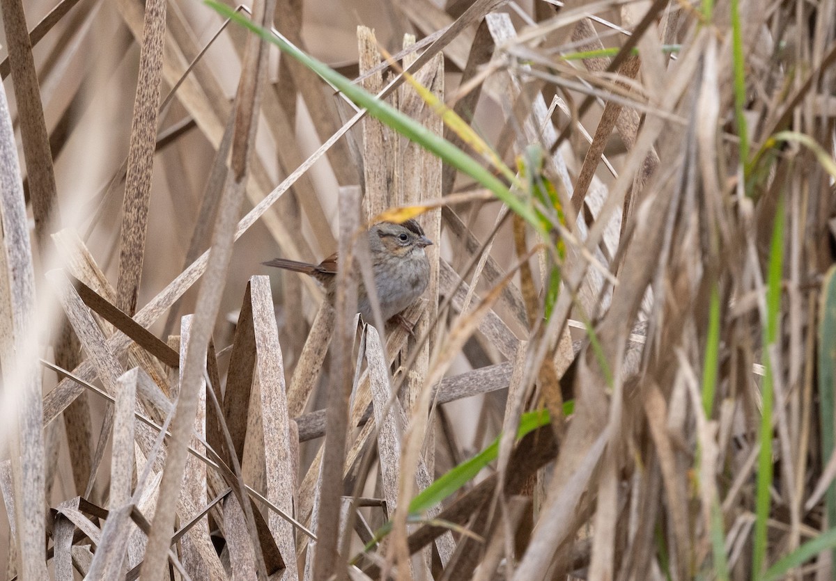 Swamp Sparrow - ML646248030