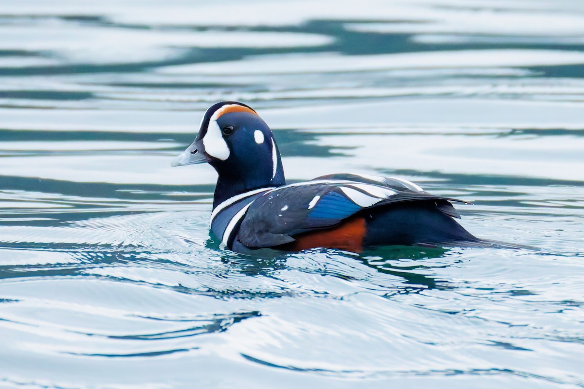 ברווז איסלנדי - ML646248031