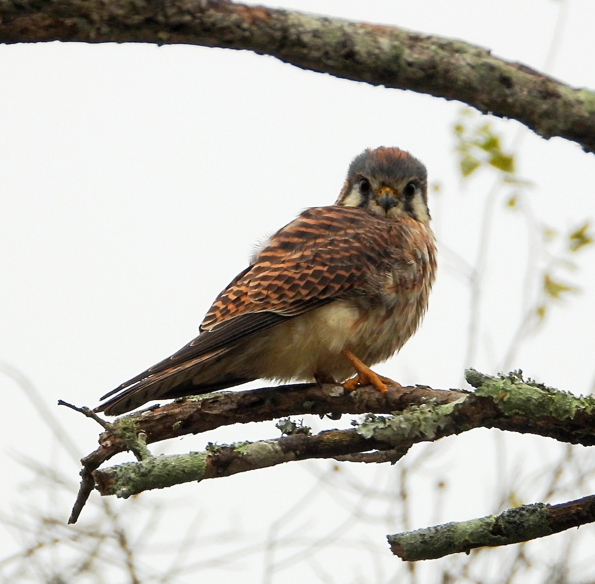 בז אמריקני - ML646248032