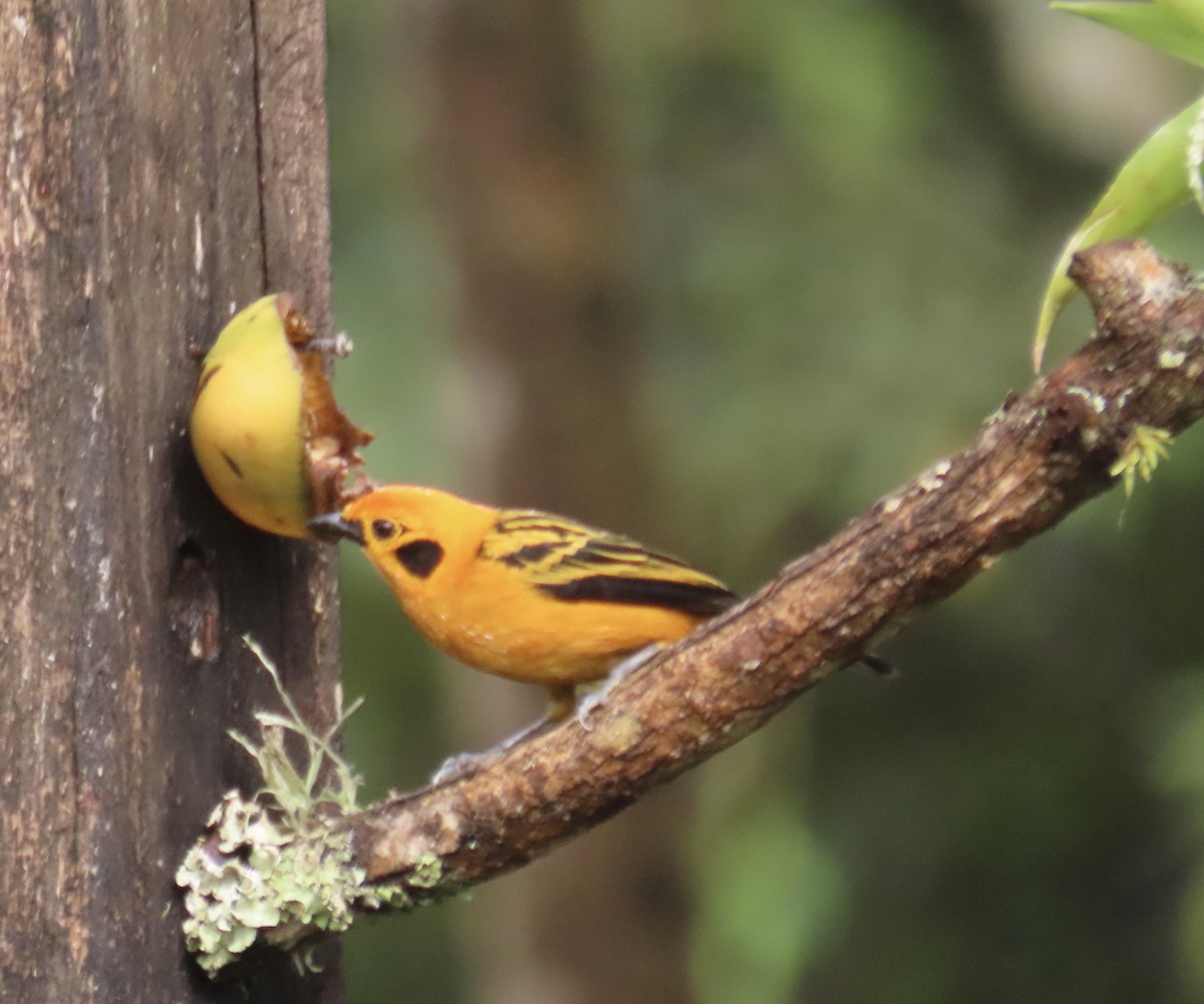Golden Tanager - ML646248033