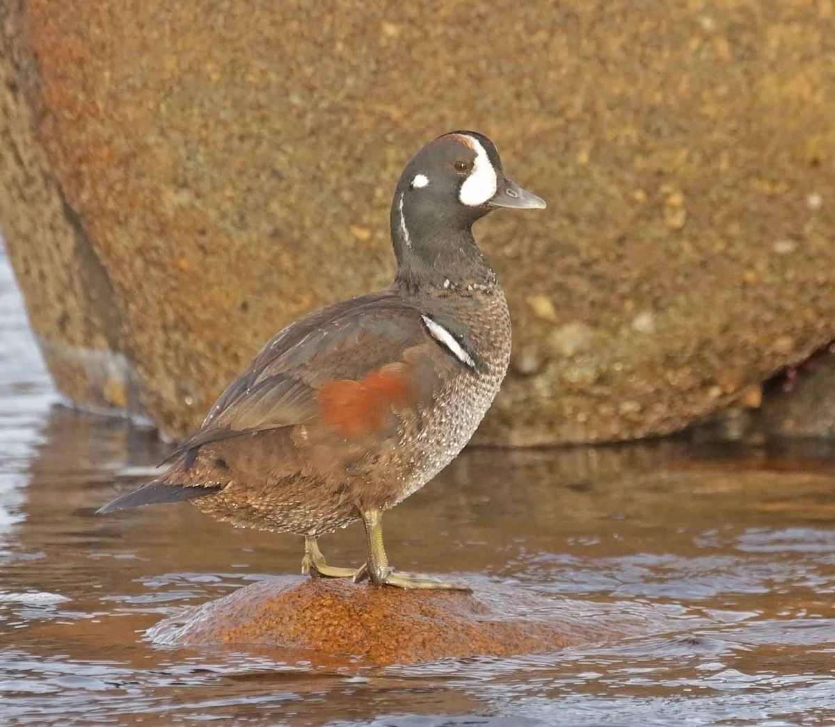 ברווז איסלנדי - ML646248034