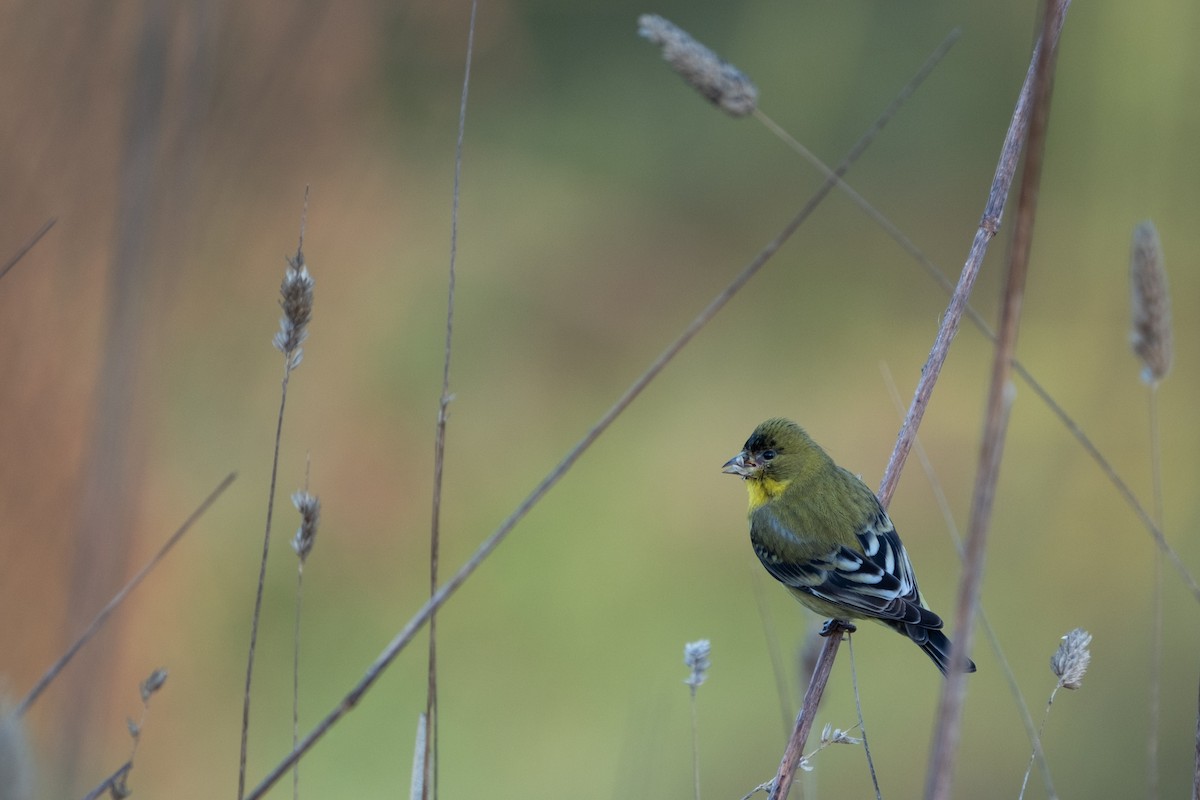 Lesser Goldfinch - ML646248035