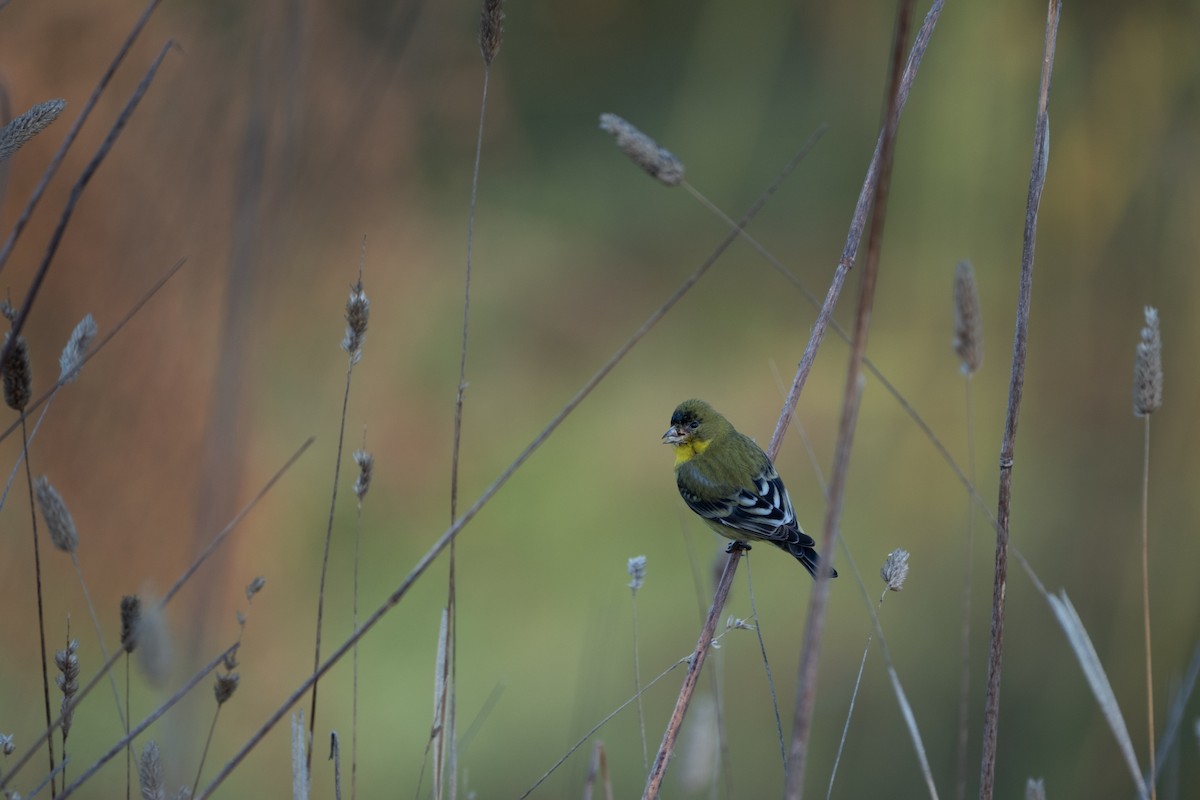Lesser Goldfinch - ML646248036