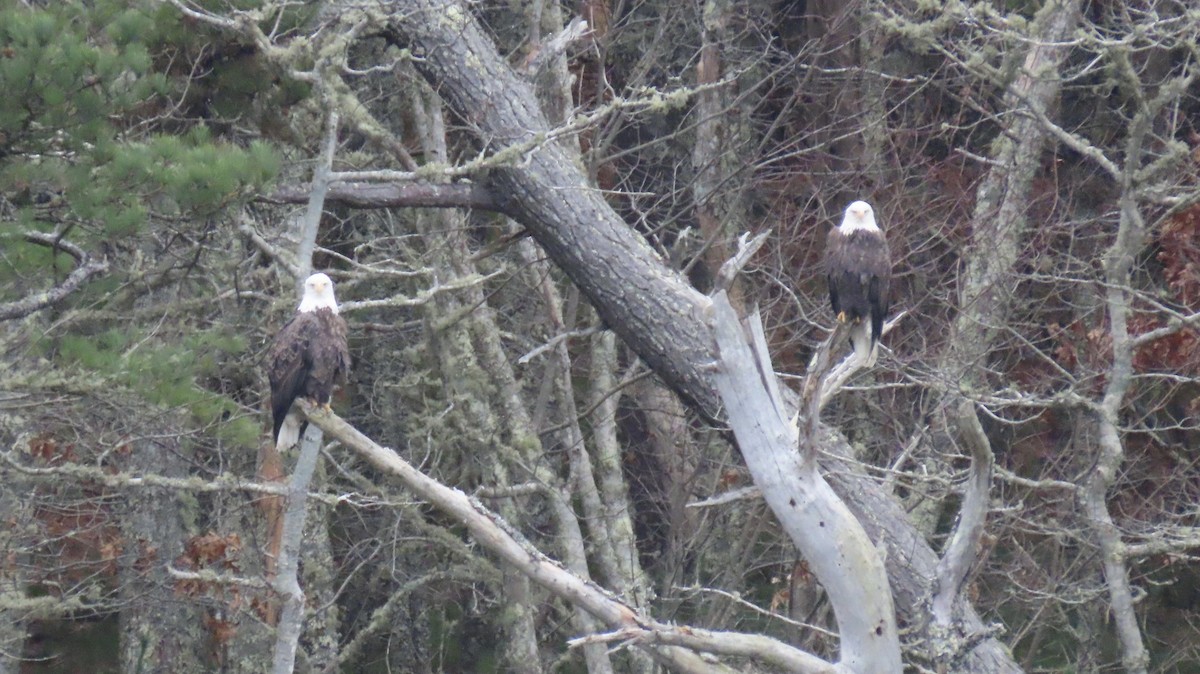 עיטם לבן-ראש - ML646248037