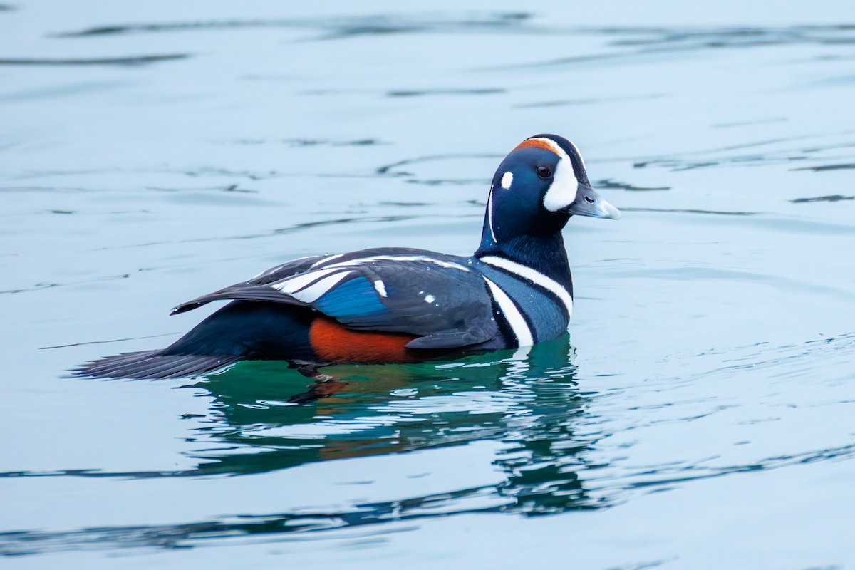 ברווז איסלנדי - ML646248038