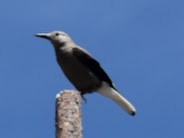 Clark's Nutcracker - ML646248039