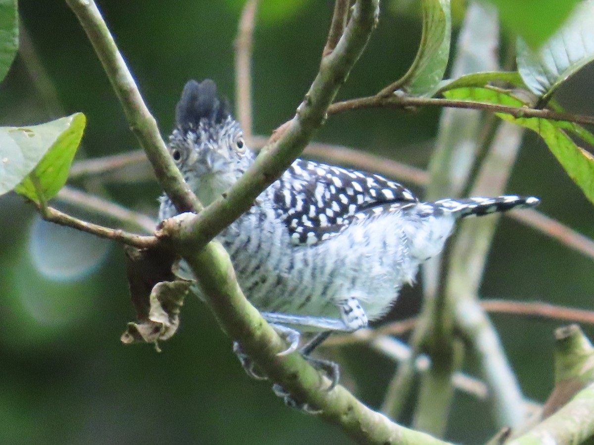 Barred Antshrike - ML646248040