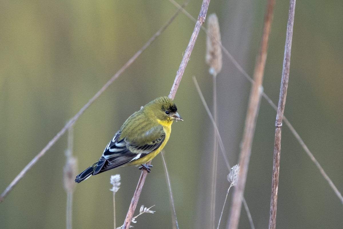 Lesser Goldfinch - ML646248041