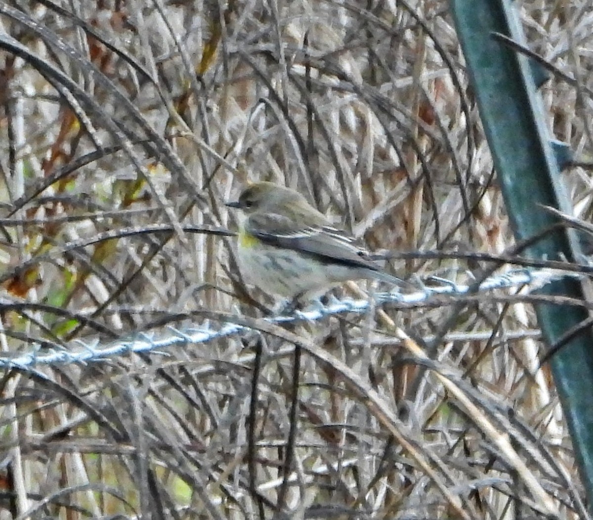 Yellow-rumped Warbler - ML646248047