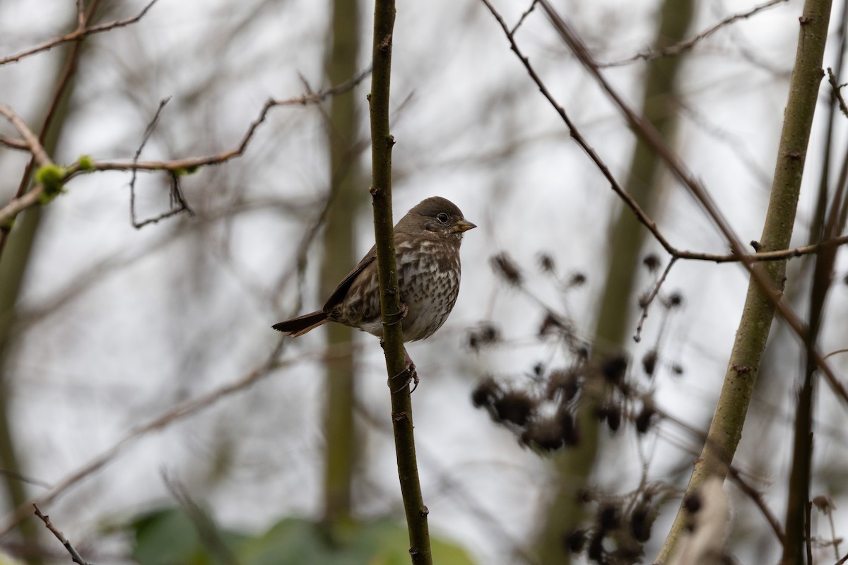 Fox Sparrow (Sooty) - ML646248048