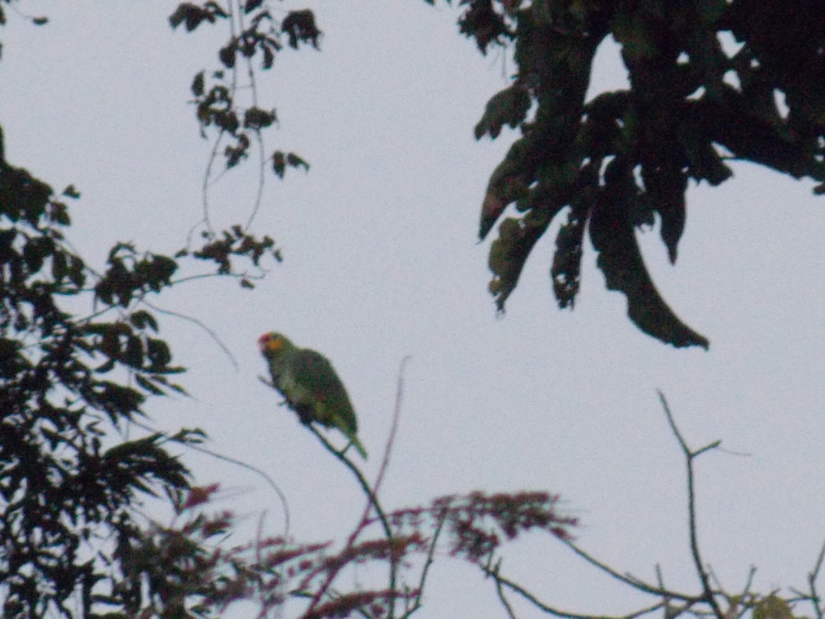 Rotstirnamazone - ML646248052